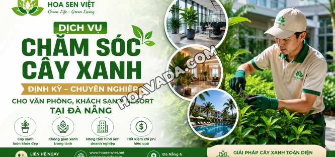 Dich-Vu-Cham-Soc-Cay-Xanh-Dinh-Ky-Cho-Van-Phong--Khach-San-Va-Resort-Tai-Da-Nang-Uy-Tin--Chuyen-Nghiep