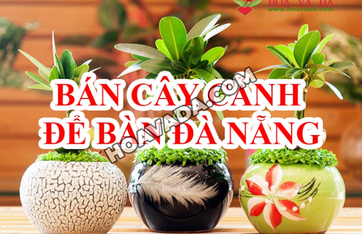 Ban-cay-canh-de-ban-Da-Nang
