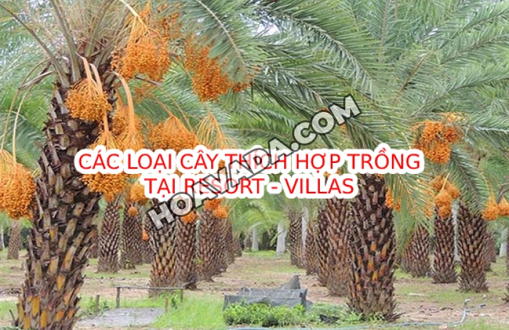 Cac-loai-cay-canh-thich-hop-trong-tai-Villa-Resort