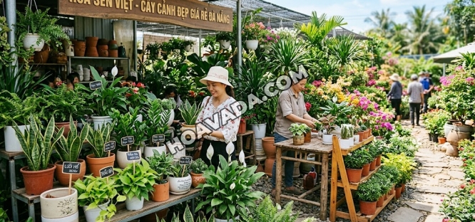 Cay-Canh-Dep-Gia-Re-Da-Nang:-Top-Loai-Cay-Dang-Mua---Dia-Chi-Uy-Tin