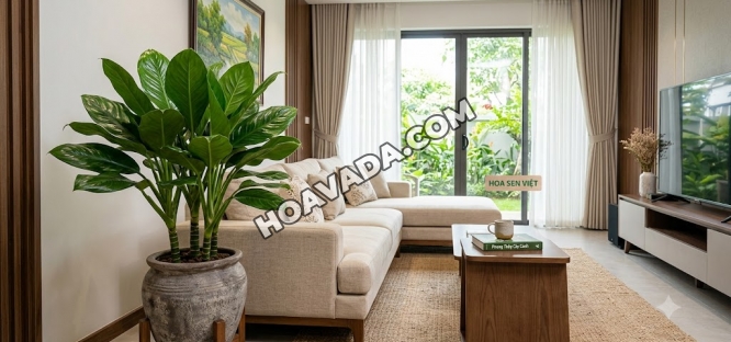 Cay-Dai-Phu-Gia-Co-Hop-Dat-Trong-Phong-Khach-Khong?-Y-Nghia-Phong-Thuy-Va-Cach-Bo-Tri-Hut-Tai-Loc