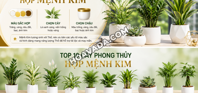 Cay-Phong-Thuy-Hop-Menh-Kim:-Top-Loai-Cay-Mang-Tai-Loc--May-Man-Va-Thinh-Vuong