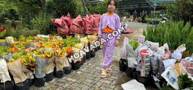 Dich-Vu-Cay-Canh-Tai-Da-Nang-|-Cung-Cap--Thi-Cong--Cham-Soc--Cho-Thue-Tron-Go