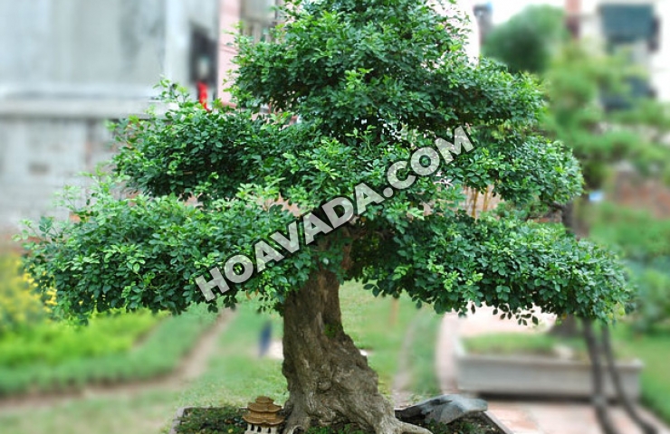 Huong-dan-trong-cay-nguyet-que-bonsai-don-gian-nhat