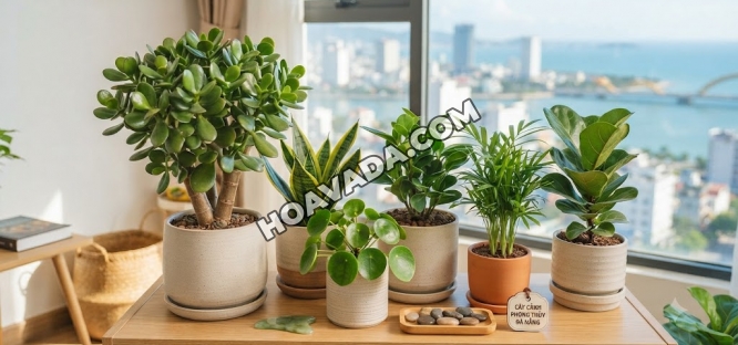 Mua-Cay-Canh-Phong-Thuy-Da-Nang:-Chon-Cay-Theo-Menh-Va-Khong-Gian