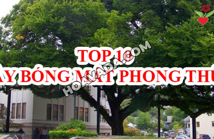 Top-10-cay-bong-mat-phong-thuy-duoc-yeu-chuong-nhat