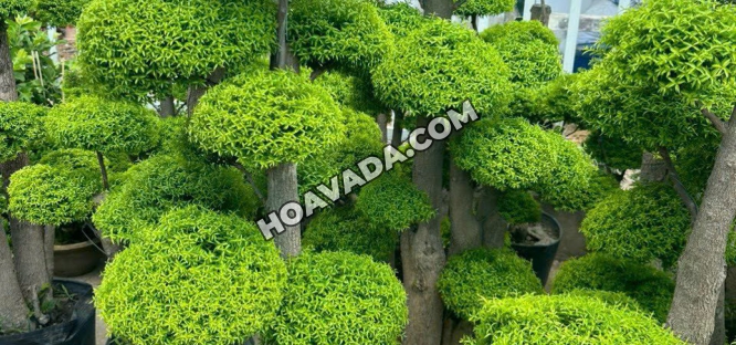 Top-cac-cua-hang-cay-canh--cay-cong-trinh-uy-tin-tai-Da-Nang