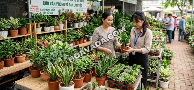 Top-Dia-Chi-Mua-Cay-Canh-Gia-Re-Da-Nang-Cho-Van-Phong-Va-Ban-Lam-Viec