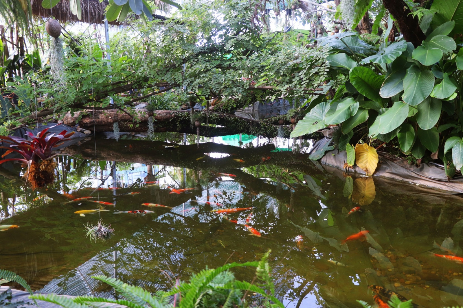 cá koi đà nẵng