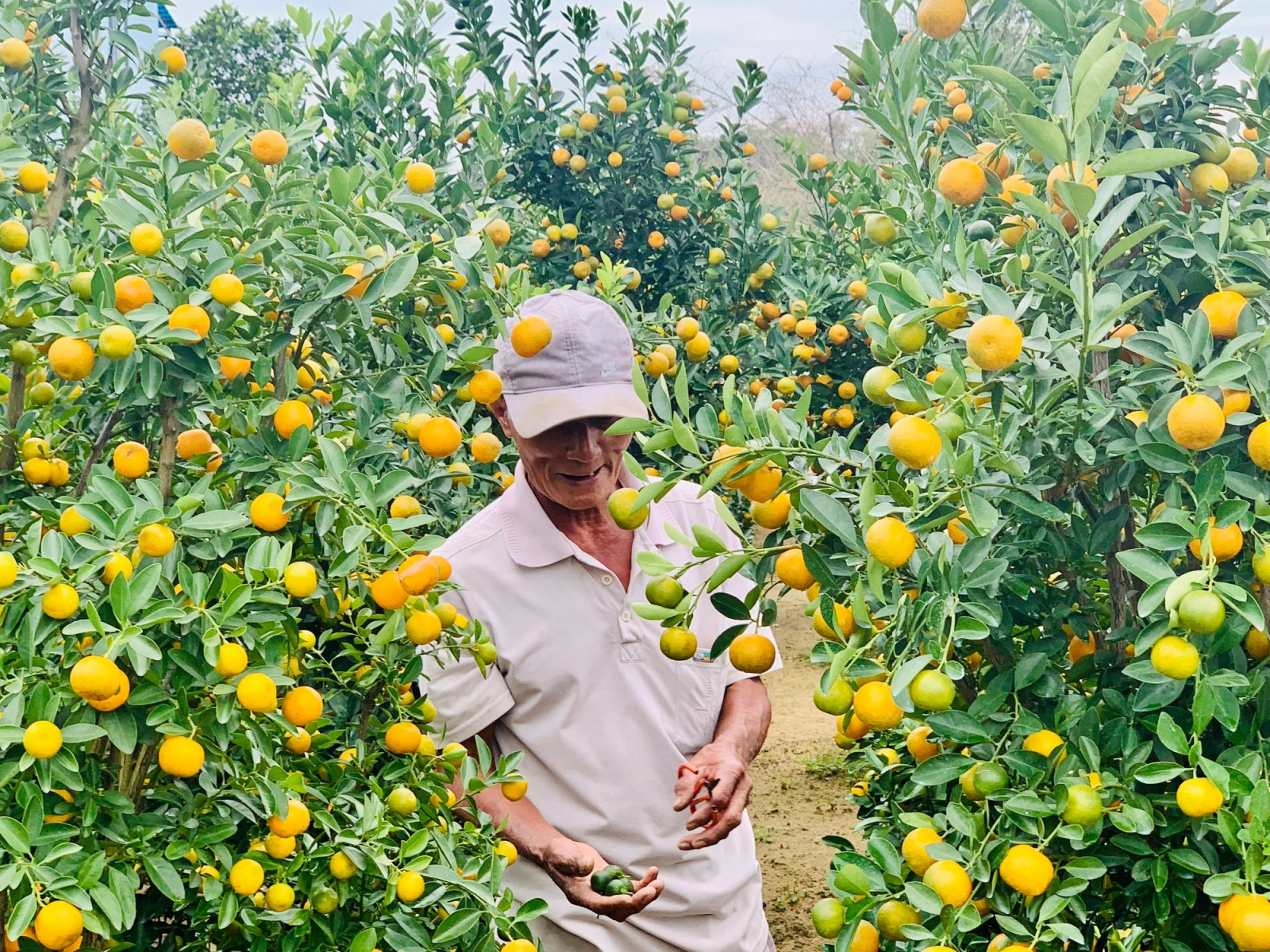 công ty cây cảnh đà nẵng