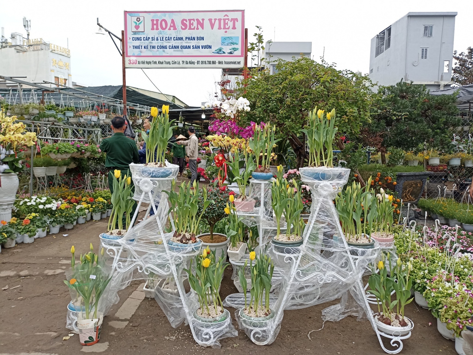 hoa tulip đà nẵng