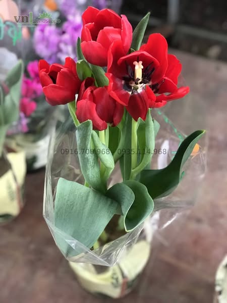 hoa tulip đà nẵng