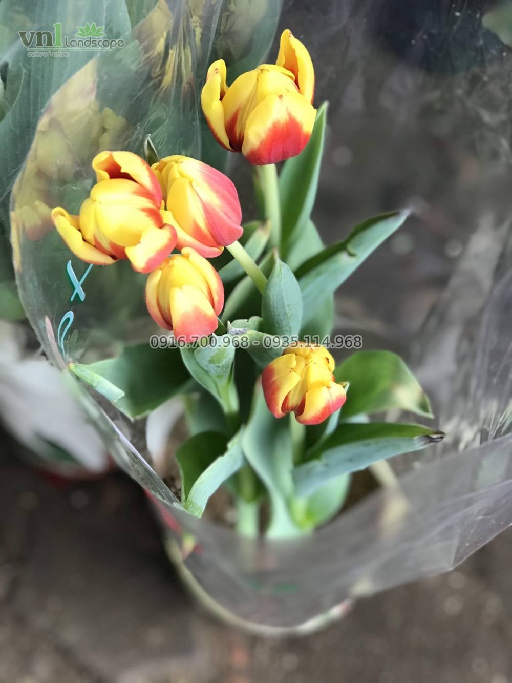 hoa tulip đà nẵng