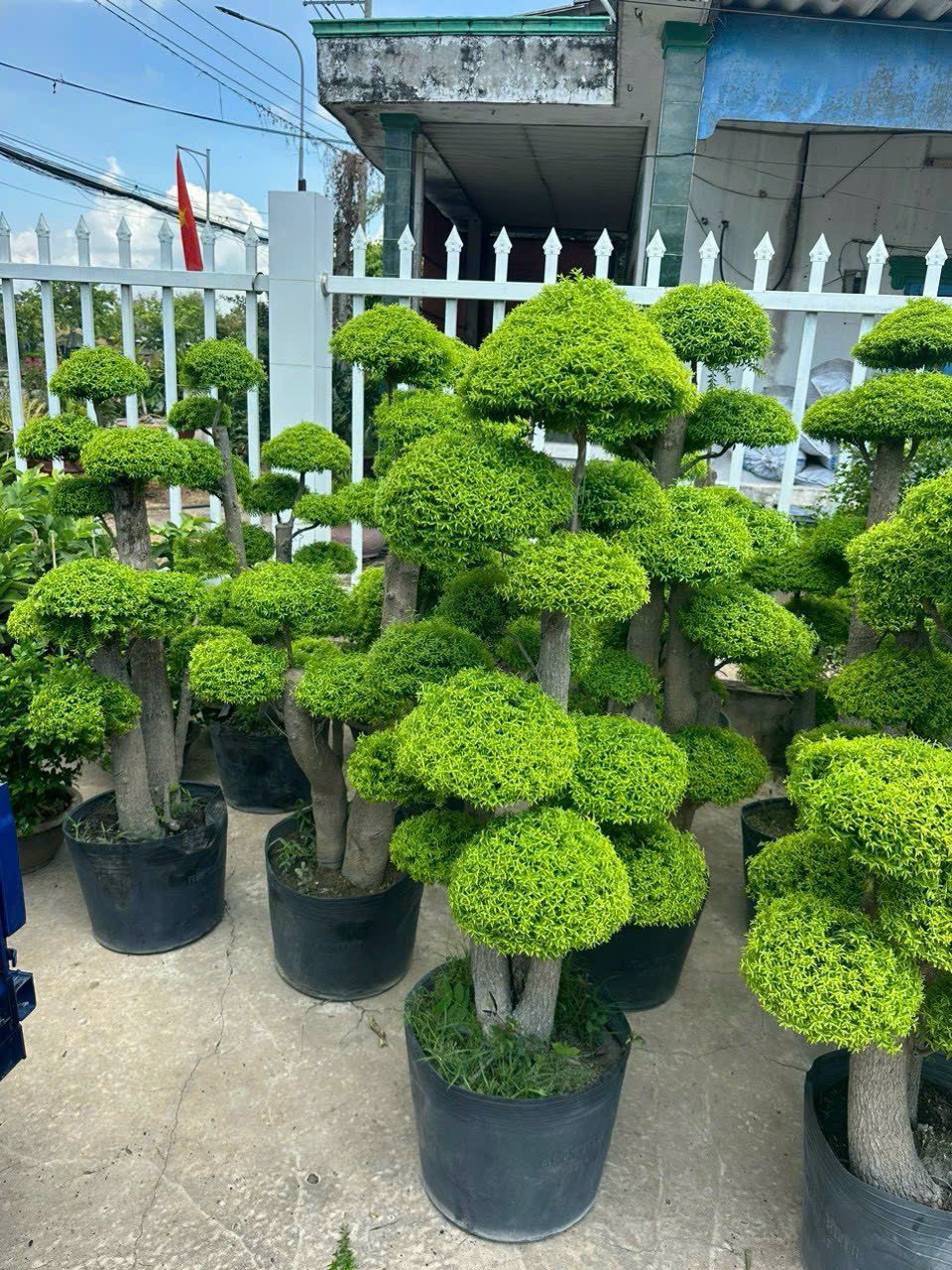 cây xanh đà nẵng