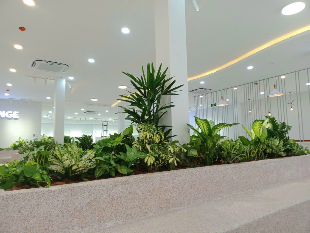 cây xanh đà nẵng