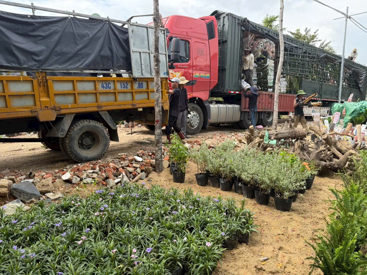 cây cảnh đà nẵng