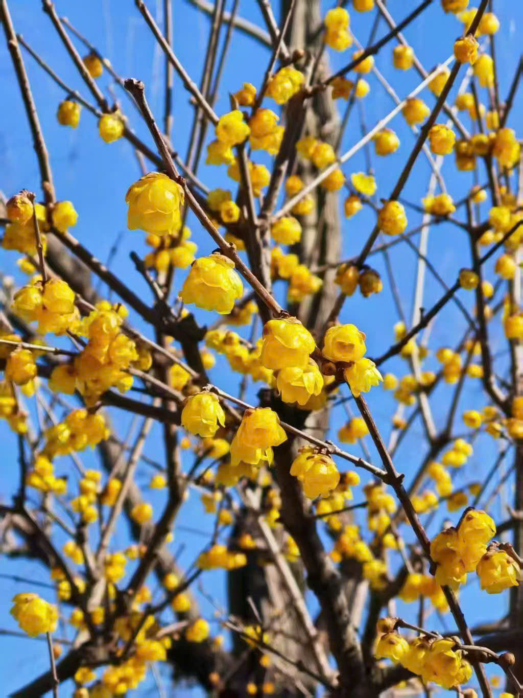 cây trang trí Tết đẹp