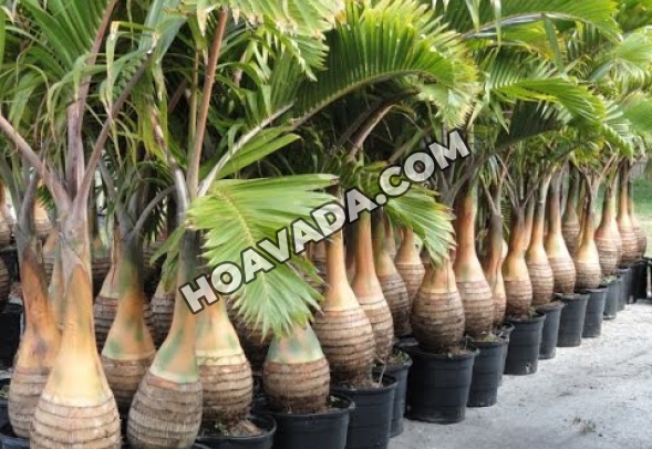 Cây cau sâm banh - đặc điểm, giá bán, ứng dụng, cách trồng và chăm sóc cây cau sâm banh