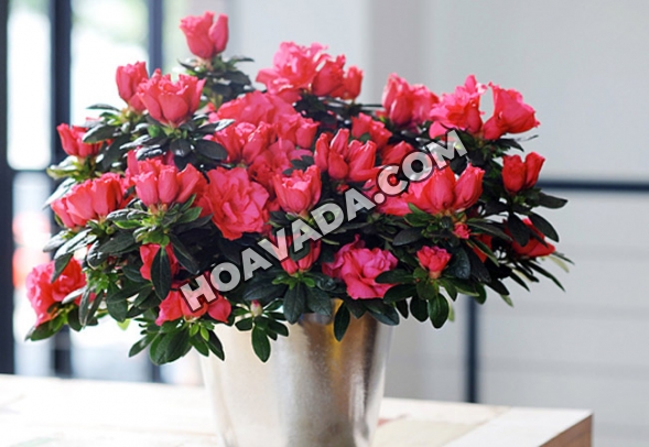 Cây hoa đỗ quyên - Đặc điểm, giá bán, cách trồng và chăm sóc cây hoa đỗ quyên