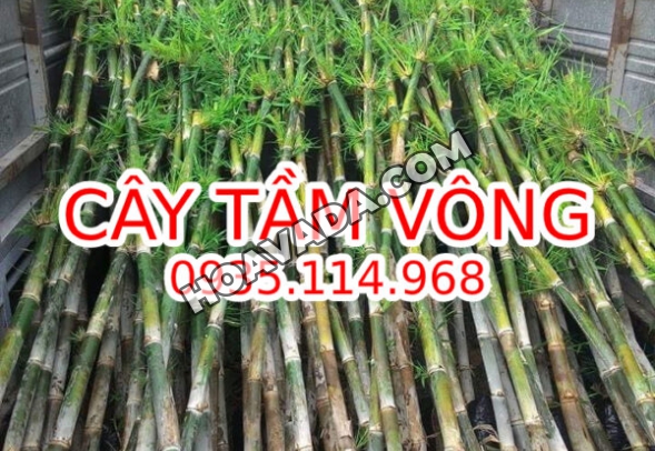 Cay-tam-vong